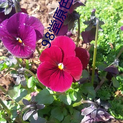 98堂原色花堂最新域名