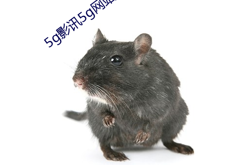 5g影讯5g网站入口破解版
