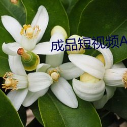 成品短視頻app軟件大全