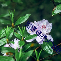 甜蜜惩罚未增删带翻译整集