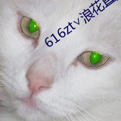 616zt∨浪花直播
