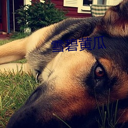 雪碧黄瓜