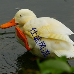 仕途(途)风流