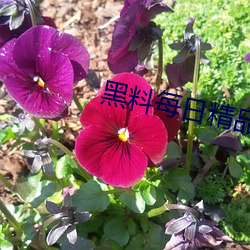 黑料每日精品