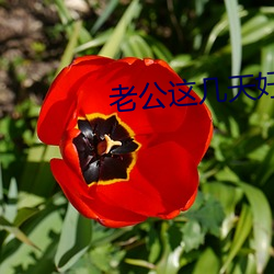 老(lǎo)公这(zhè)几天好猛是不是(shì)吃药