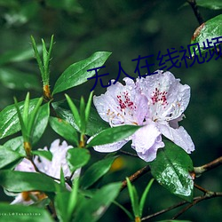 无人在线视频(pín)高清免费观看(kàn)