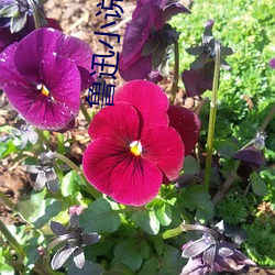 鲁迅小说集