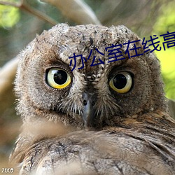 办公室在线(xiàn)高(gāo)清(qīng)免(miǎn)费(fèi)观看(kàn)