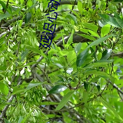 延遲心動耿其心