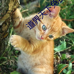 道界天下免费阅读全文